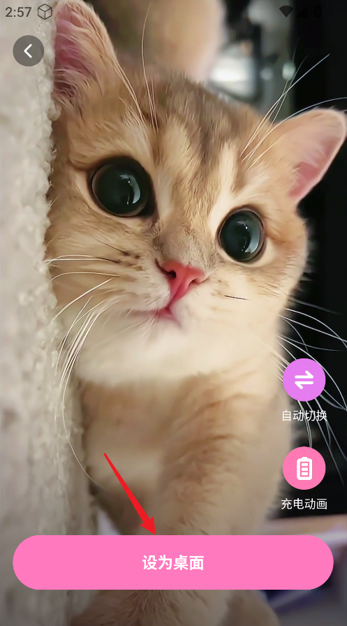咩咩壁纸
