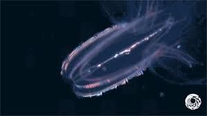 海笋指的是哪种海洋生物