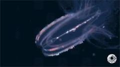 海笋指的是哪种海洋生物